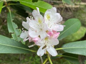 Closeup photo of wild rhododendron